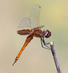 Tramea insularis