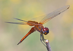 Tramea insularis