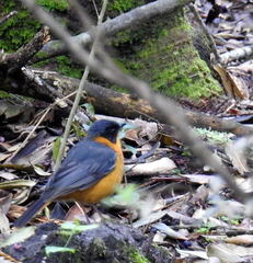 Cossypha dichroa dichroa