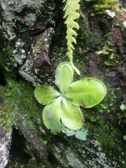 Pinguicula moranensis