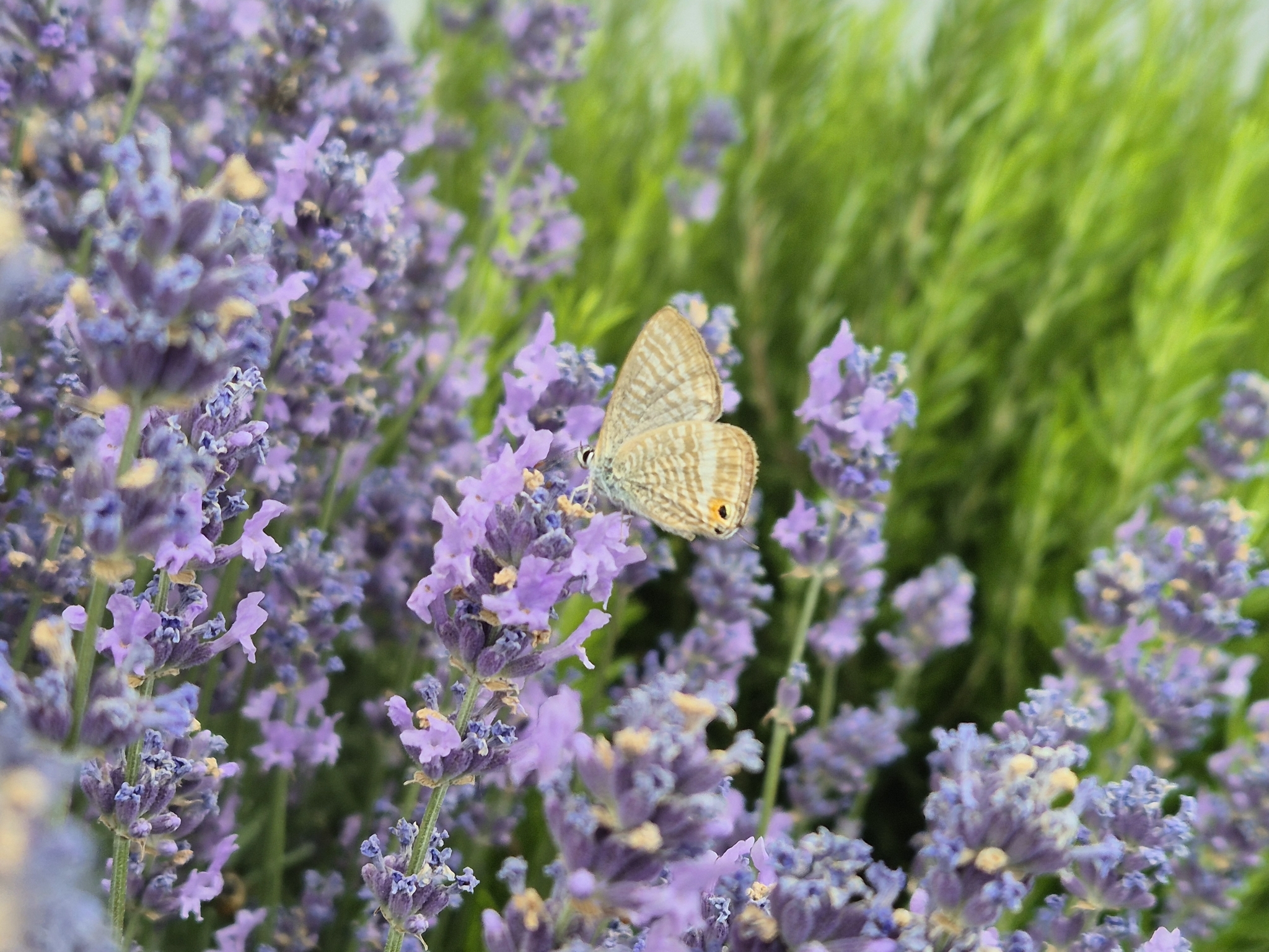Pea Blue