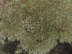 Xanthoparmelia plittii