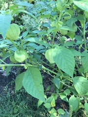 Physalis ixocarpa