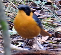 Cossypha dichroa dichroa