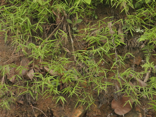 Pogonatherum paniceum, photograph 1