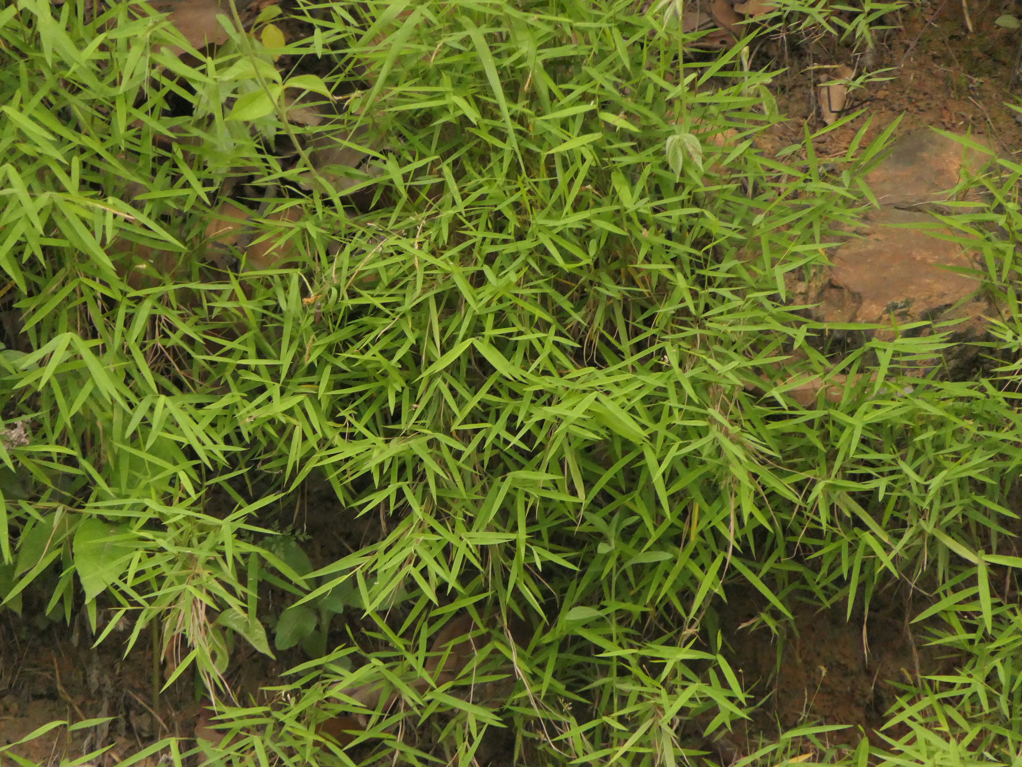 Pogonatherum Paniceum (Pogonatherum paniceum)