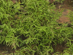 Pogonatherum paniceum