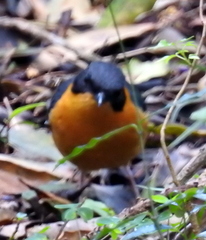 Cossypha dichroa dichroa