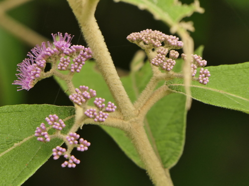 Callicarpa macrophylla (Callicarpa macrophylla)