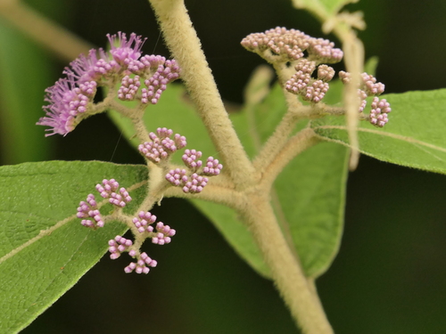 Callicarpa macrophylla