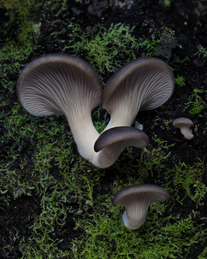 Pleurotus purpureo-olivaceus