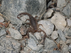 Serradigitus gertschi