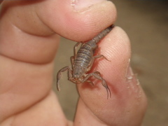 Serradigitus gertschi