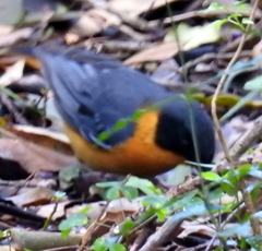 Cossypha dichroa dichroa