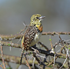 Trachyphonus darnaudii usambiro