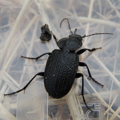 Licinus punctatulus