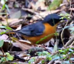 Cossypha dichroa dichroa