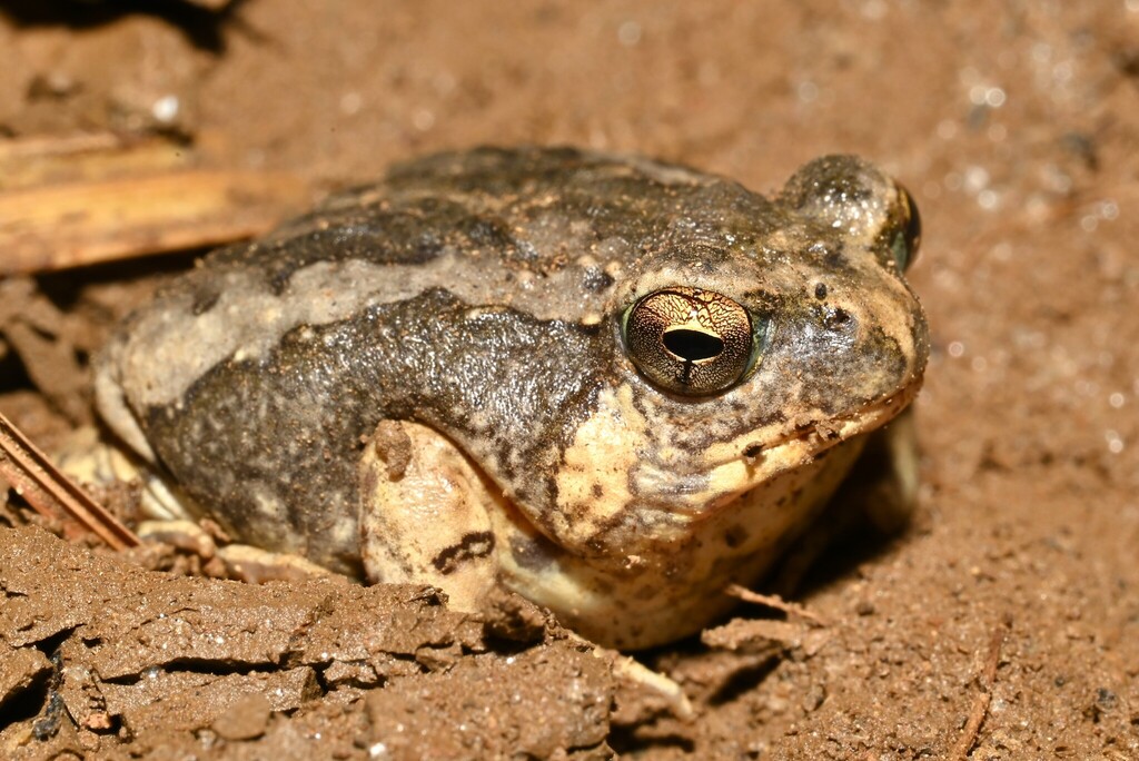 Brown Rain Frog