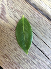 Camellia japonica