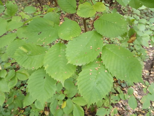 Kalninė guoba nuotrauka