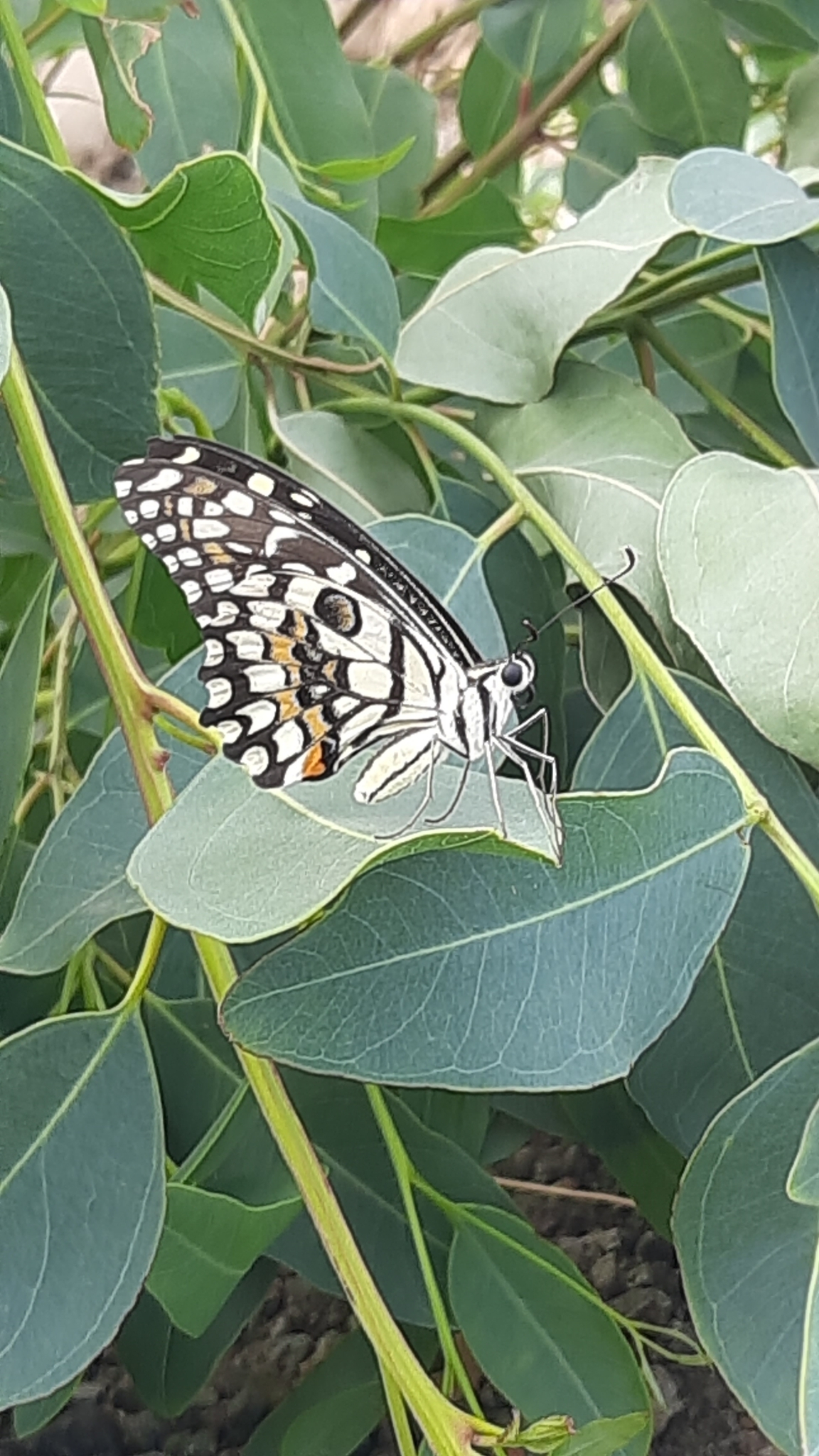 Lime Swallowtail