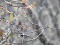 Poecile sclateri