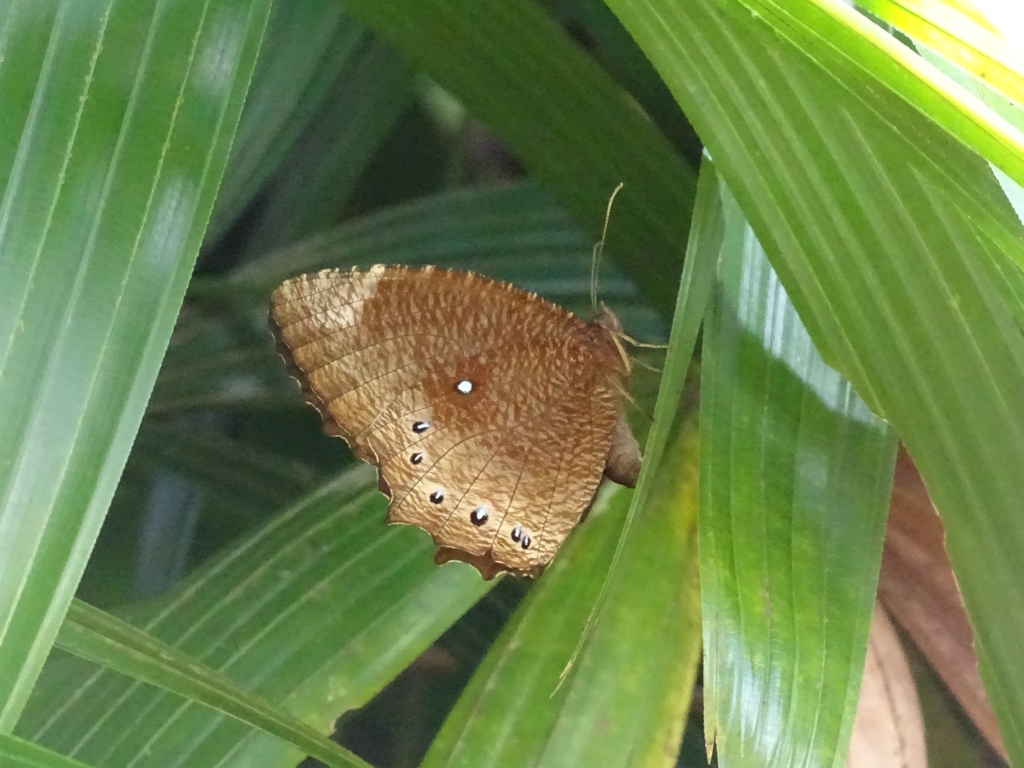 Tawny Palmfly (Elymnias panthera)