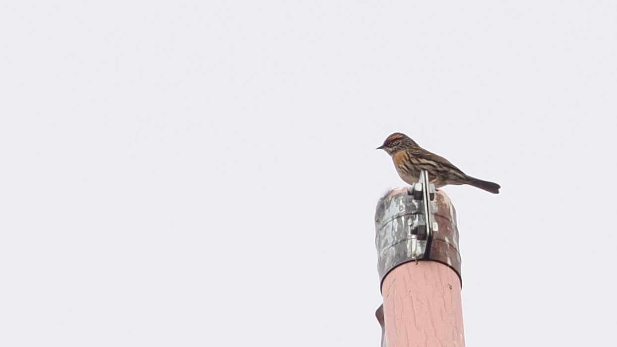 Rufous-breasted Accentor