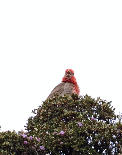 Red-fronted Rosefinch (Carpodacus puniceus), photo 8