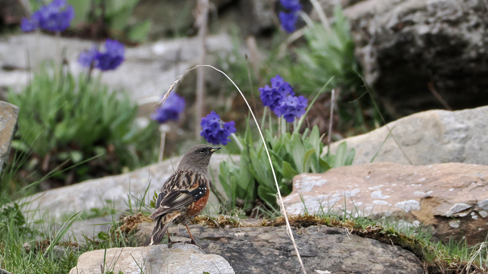 Alpine Accentor