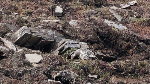 Tibetan Snowcock (Tetraogallus tibetanus), photo 10