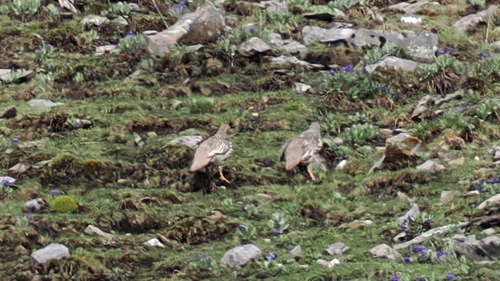 Tibetan Snowcock (Tetraogallus tibetanus), photo 2