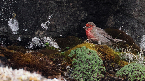 Red-fronted Rosefinch (Carpodacus puniceus)