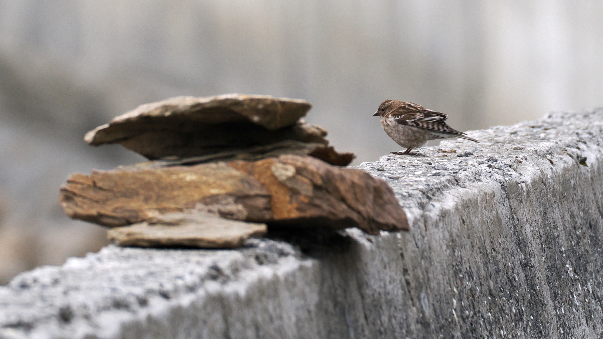Plain Mountain Finch