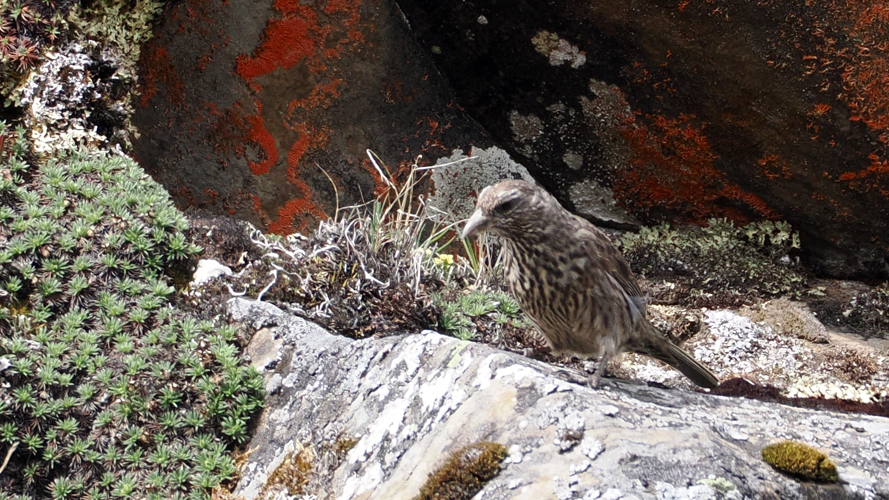 Red-fronted Rosefinch
