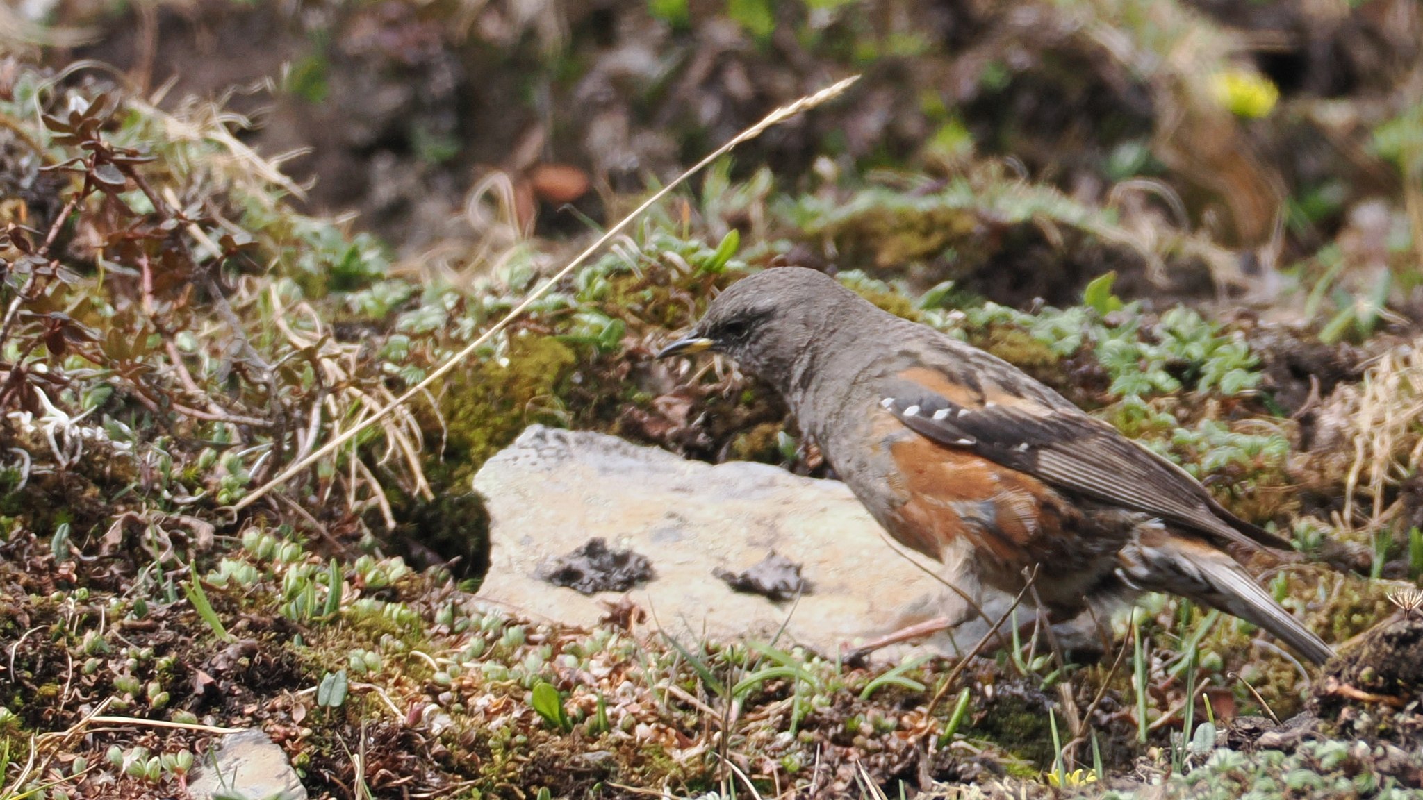 Alpine Accentor
