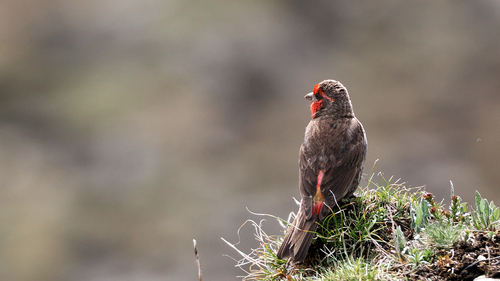 Red-fronted Rosefinch (Carpodacus puniceus), photo 7