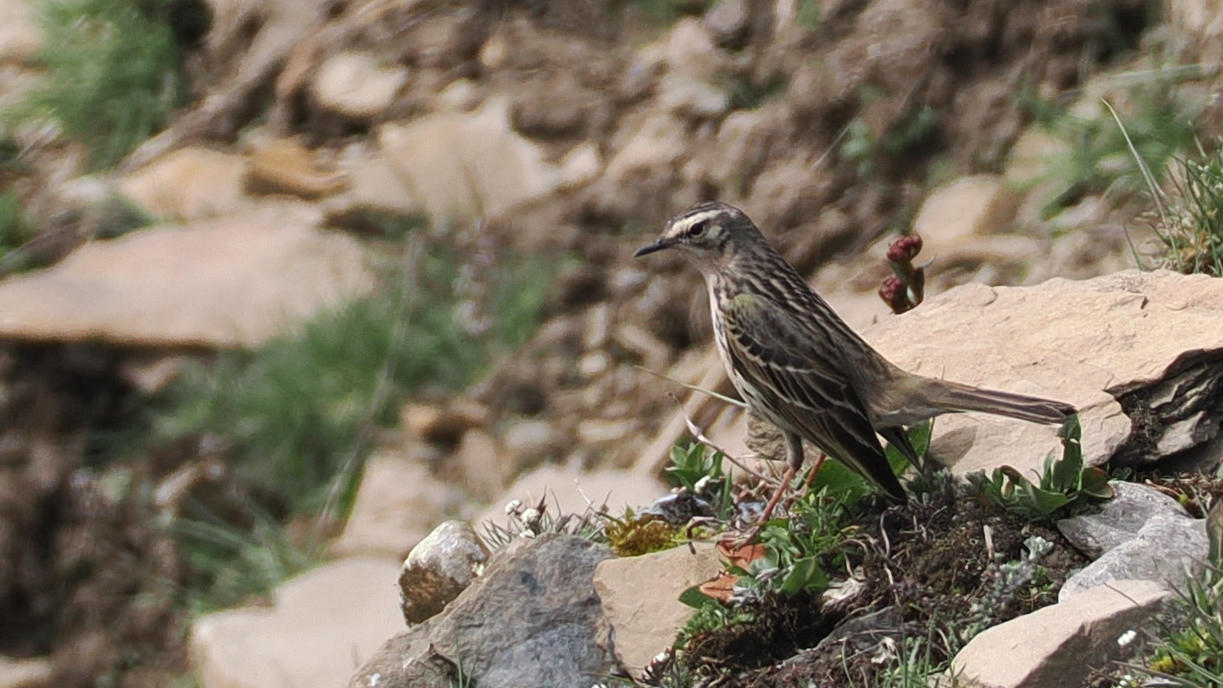 Rosy Pipit