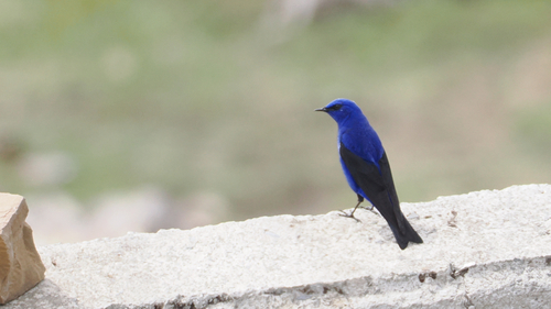 Grandala (Grandala coelicolor), photo 4