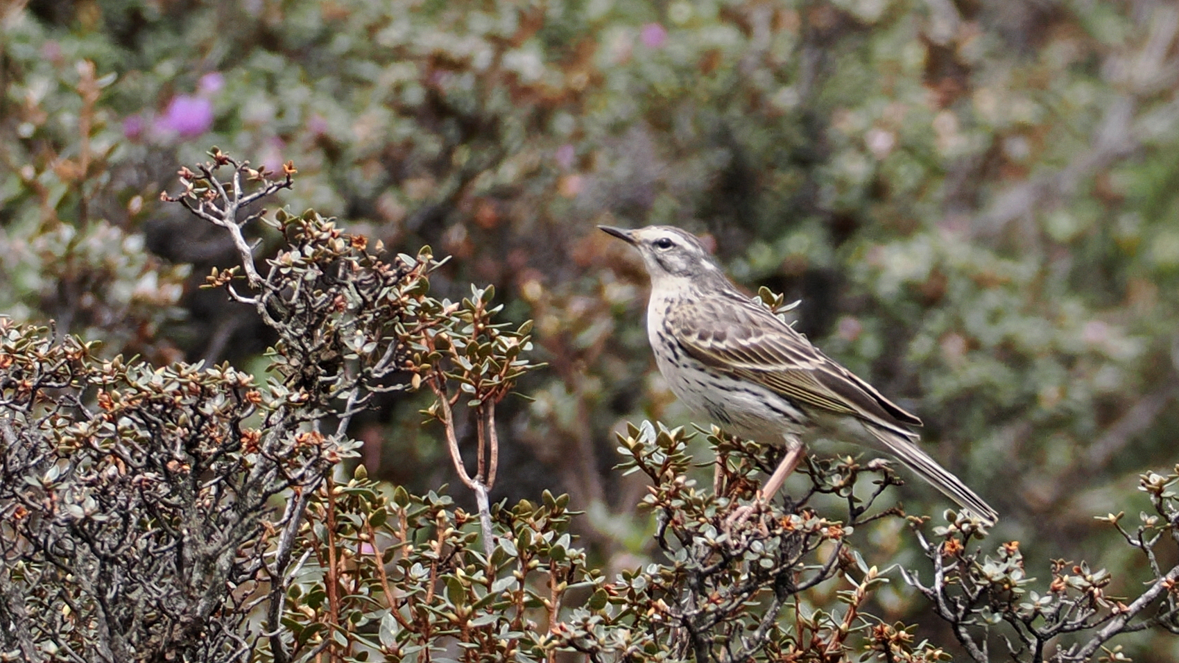 Rosy Pipit