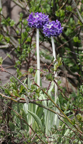 Primula denticulata, photograph 6