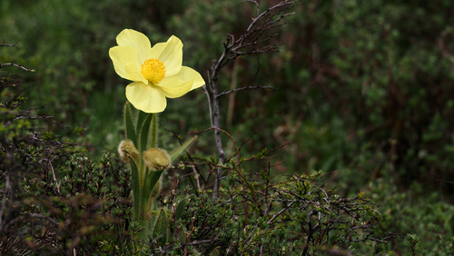 Yellow Chinese poppy (Meconopsis integrifolia)