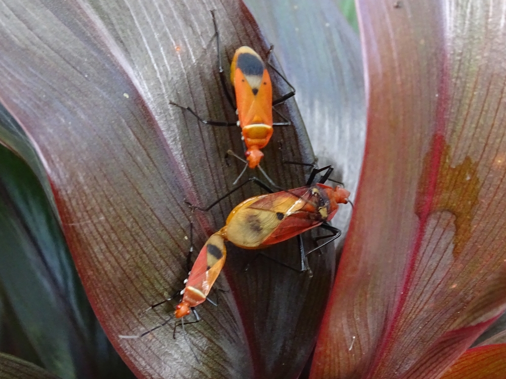 Red Kumbala Insect Red Bugs from H77H+WP9, Tegallalang, Denpasar, Bali 80561, Indonesia on ...