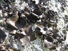 Umbilicaria muhlenbergii
