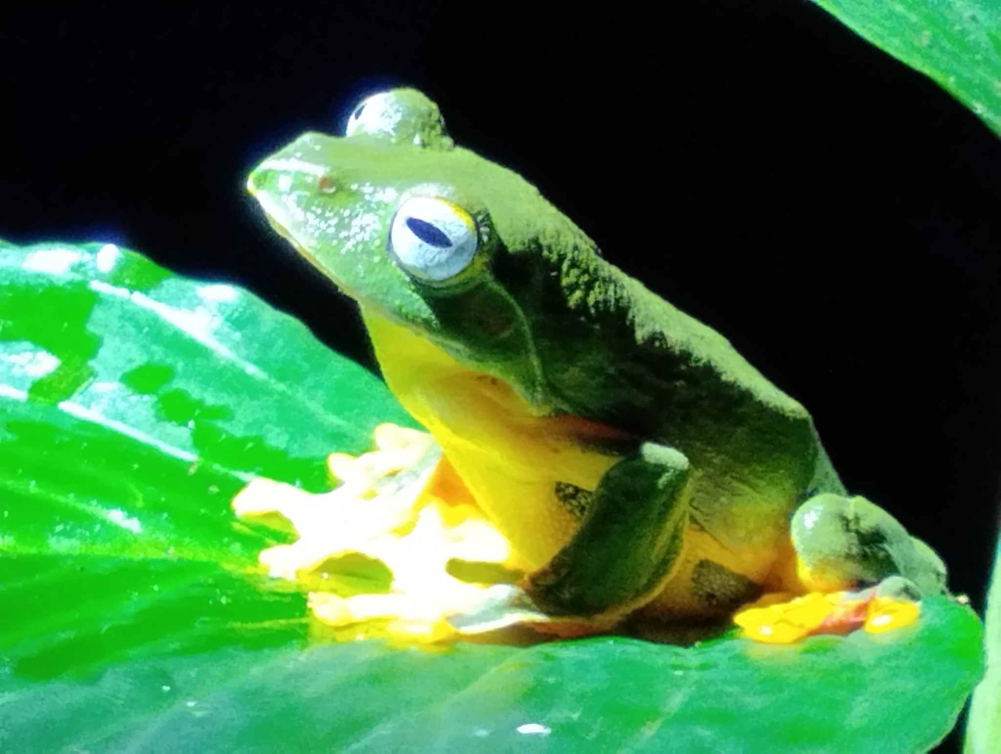 Double Spotted Tree Frog