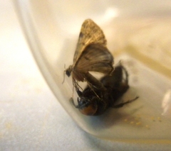 Pseudocollix hyperythra