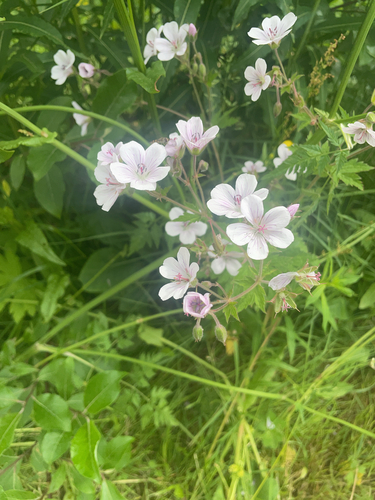 wood crane's-bill