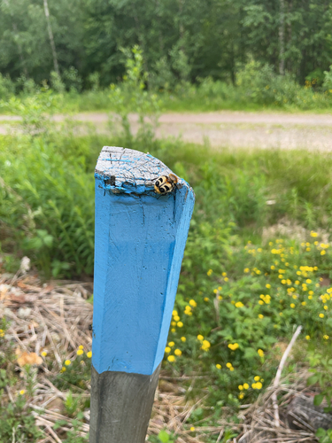 Eurasian Bee Beetle