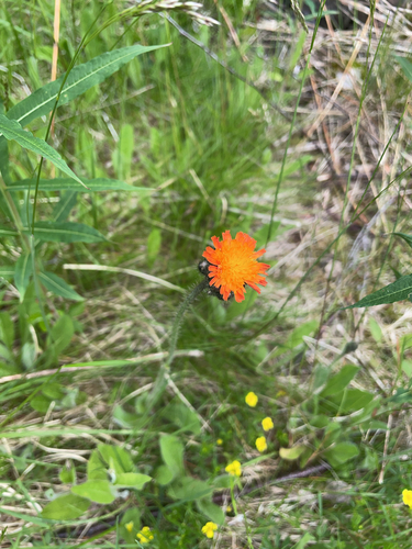 orange hawkweed