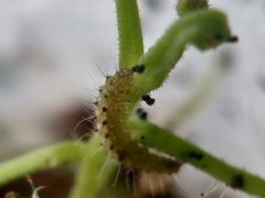 Buckleria paludum
